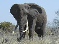 Alter Elefantenbulle 