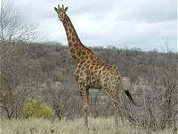 Giraffen am Letabafluss