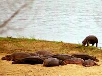 Hippos am Ufer des Letabaflusses