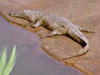 Krokodil auf einer Sandbank im Letabafluss