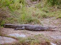 Mit 3 Metern Länge ein recht stattliches Krokodil 