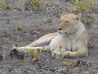 Löwin am Morgen am Camp Mopani