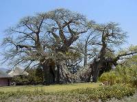 angeblich weltgrößter Baobab auf der Sunland Nursery